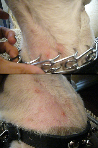 This is an old photo from 5-6 years ago. I was supposed to have Boogie wear this collar 24/7.